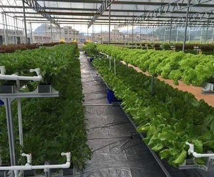Revolucionaria tecnología de cultivo hidropónico vertical para invernaderos de contenedores de transporte