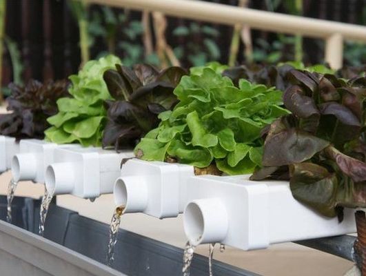 Revolucionaria tecnología de cultivo hidropónico vertical para invernaderos de contenedores de transporte