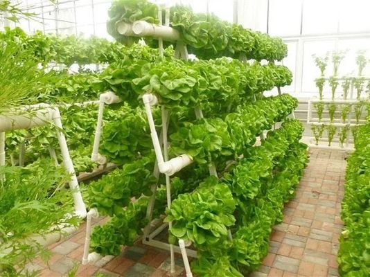 Revolucionaria tecnología de cultivo hidropónico vertical para invernaderos de contenedores de transporte