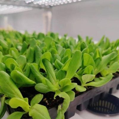Invernadero de contenedores de cultivo vertical con innovación hidropónica en moneda estadounidense