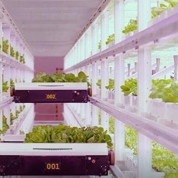 Invernadero de contenedores de cultivo vertical con innovación hidropónica en moneda estadounidense