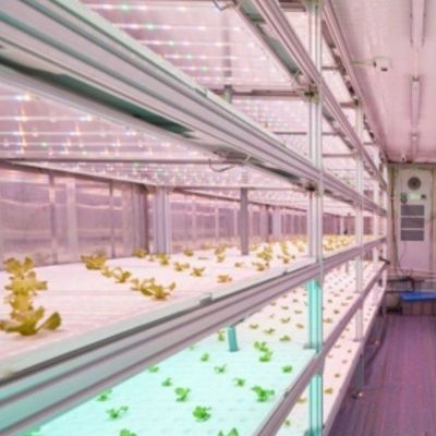 Invernadero de contenedores de cultivo vertical con innovación hidropónica en moneda estadounidense