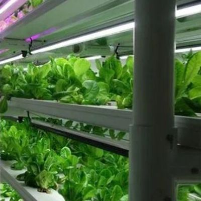 Invernadero de contenedores de cultivo vertical con innovación hidropónica en moneda estadounidense