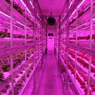 Invernadero de contenedores de cultivo vertical con innovación hidropónica en moneda estadounidense
