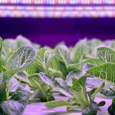 Invernadero de contenedores de cultivo vertical con innovación hidropónica en moneda estadounidense