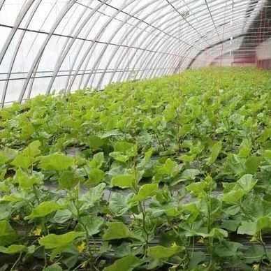 1209cm * 235cm * 239cm Invernadero de película para sombreado y ventilación de las plantaciones de tomate
