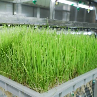 Invernadero de contenedores de agricultura vertical en el diseño de contenedores de transporte marítimo