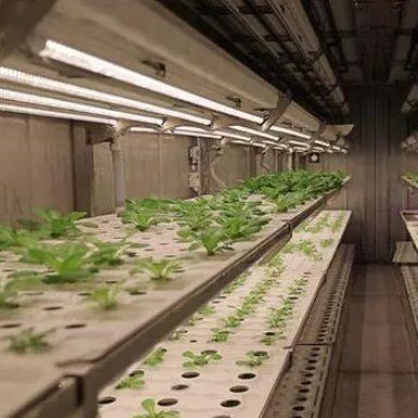Invernadero de contenedores de agricultura vertical en el diseño de contenedores de transporte marítimo