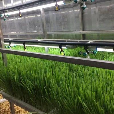 Invernadero de contenedores de agricultura vertical en el diseño de contenedores de transporte marítimo