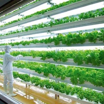 Invernadero de alta humedad de cultivo vertical Contenedor hidropónico para verduras