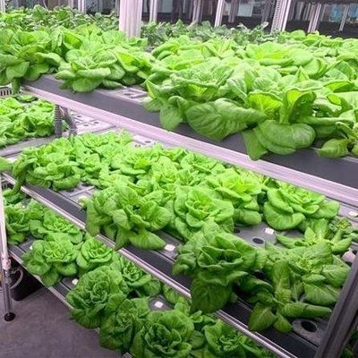 Invernadero de alta humedad de cultivo vertical Contenedor hidropónico para verduras