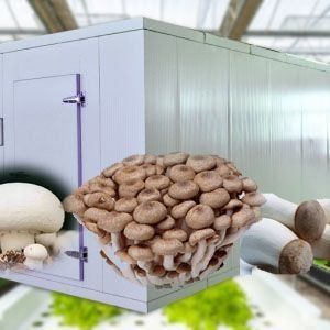 Invernadero de alta humedad de cultivo vertical Contenedor hidropónico para verduras