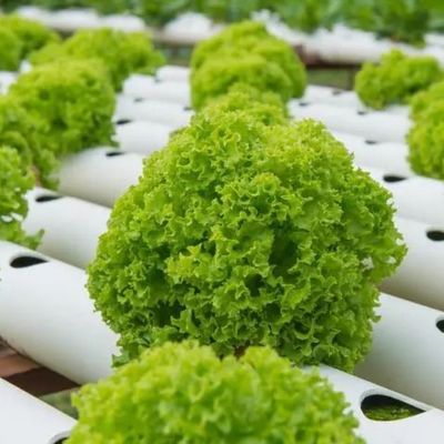 Invernadero de contenedores de varias franjas para sistemas hidropónicos y ventajas de cultivo vertical