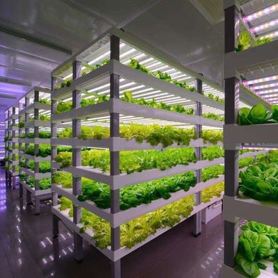 Invernadero de contenedores de varias franjas para sistemas hidropónicos y ventajas de cultivo vertical