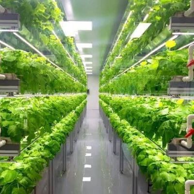 Invernadero de contenedores de varias franjas para sistemas hidropónicos y ventajas de cultivo vertical