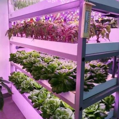 Invernadero de contenedores de varias franjas para sistemas hidropónicos y ventajas de cultivo vertical