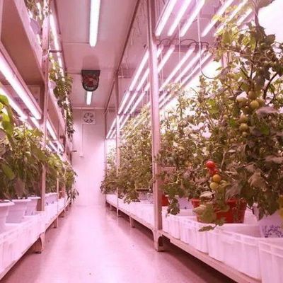 Contenedor de transporte Agricultura vertical Invernadero comercial con innovación hidropónica