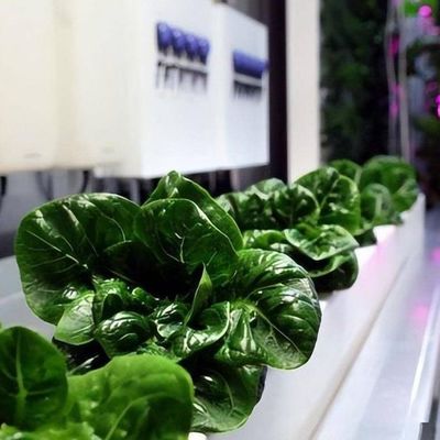 Contenedor de transporte Agricultura vertical Invernadero comercial con innovación hidropónica
