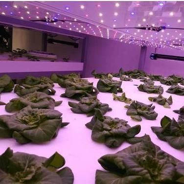 Contenedor de transporte Agricultura vertical Invernadero comercial con innovación hidropónica