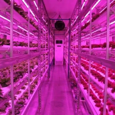 Contenedor de transporte Agricultura vertical Invernadero comercial con innovación hidropónica