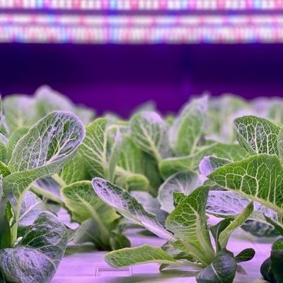 Contenedor de transporte Agricultura vertical Invernadero comercial con innovación hidropónica