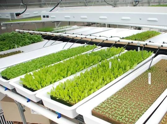 Contenedor de cultivo vertical Invernadero en 40HQ Reefer con contenedor hidropónico