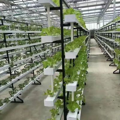 Contenedor de cultivo vertical Invernadero en 40HQ Reefer con contenedor hidropónico