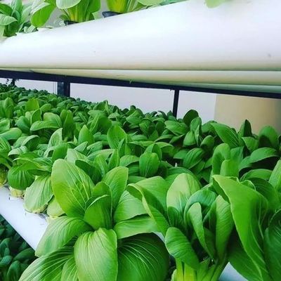 Contenedor de cultivo vertical Invernadero en 40HQ Reefer con contenedor hidropónico