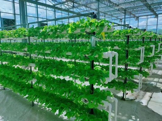 Contenedor de cultivo vertical Invernadero en 40HQ Reefer con contenedor hidropónico