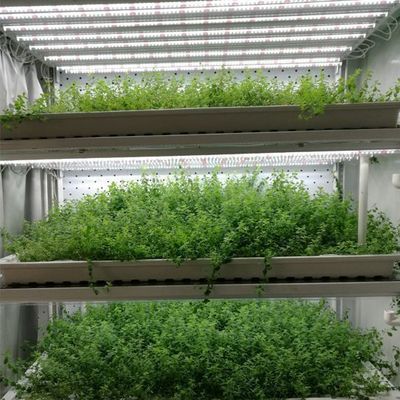Contenedor de cultivo hidropónico vertical de cubierta de acero Invernadero con tecnología avanzada