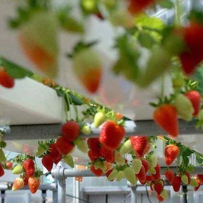 Contenedor de cultivo hidropónico vertical de cubierta de acero Invernadero con tecnología avanzada