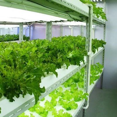 Contenedor de cultivo hidropónico vertical de cubierta de acero Invernadero con tecnología avanzada