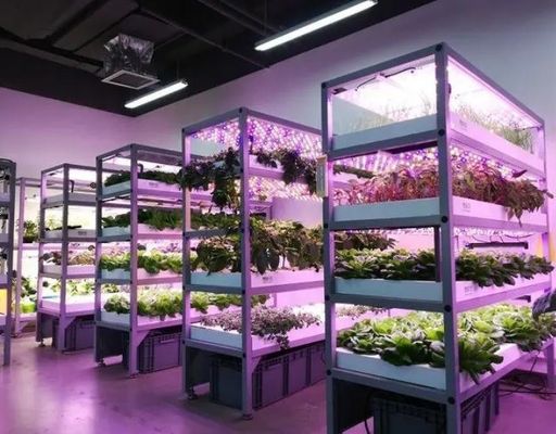 Contenedor de cultivo hidropónico vertical de cubierta de acero Invernadero con tecnología avanzada