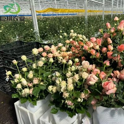 Sistema de hidroponía personalizado en invernaderos comerciales de túneles de película de plástico