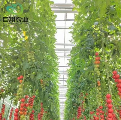 Moneda de EE.UU. Juxiang Agricultural Nft Sistema de hidroponía Invernadero de vidrio para vegetales