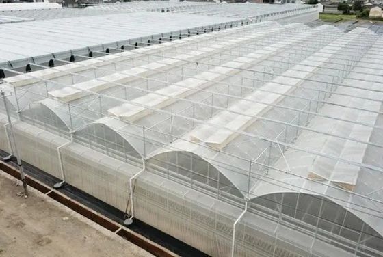 Invernadero de película hidropónica de la granja de Juxiang con estructura de acero y devolución de 30 días