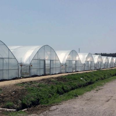 Cultivo de semillas Juxiang Invernadero de película hidropónica de granja con solicitud personalizada