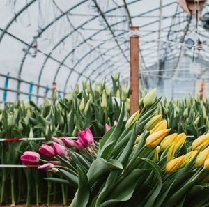Sistema hidropónico personalizable para verduras y flores adaptado a sus necesidades
