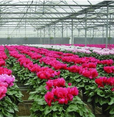 Sistema hidropónico personalizable para verduras y flores adaptado a sus necesidades