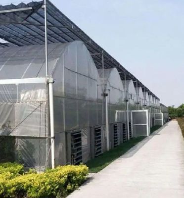 Invernadero de control de humedad multi-espacio de Juxiang para pimientos