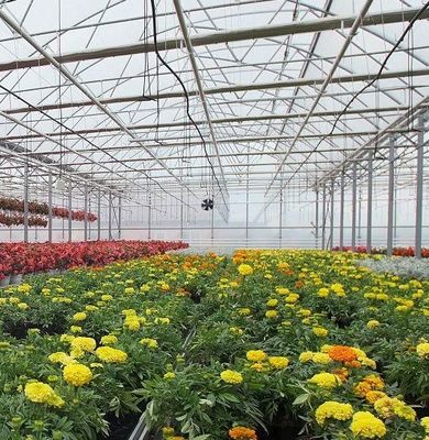 Sistema hidropónico de panela única para el rendimiento de cultivo de hortalizas en invernadero
