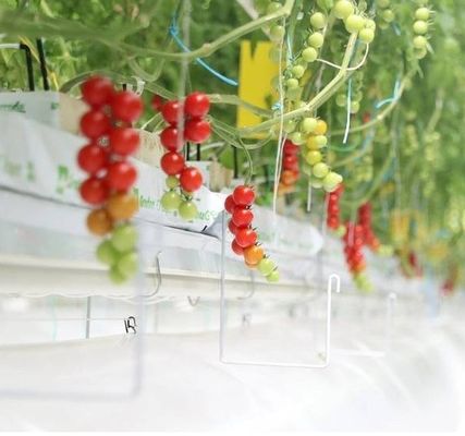 Sistema hidropónico de panela única para el rendimiento de cultivo de hortalizas en invernadero