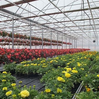 Sistema hidropónico de panela única para el rendimiento de cultivo de hortalizas en invernadero