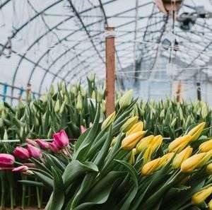 Sistema hidropónico de Juxiang de varias extensiones, invernadero de humedad para flores, devolución de restituciones