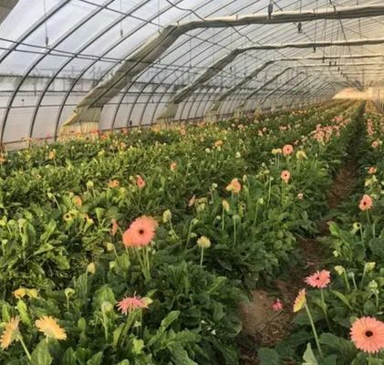 Sistema hidropónico de Juxiang de varias extensiones, invernadero de humedad para flores, devolución de restituciones