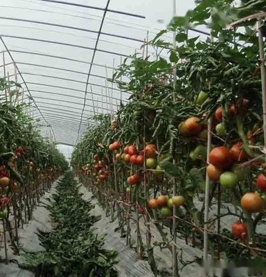 Sistema hidropónico de Juxiang de varias extensiones, invernadero de humedad para flores, devolución de restituciones