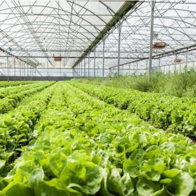 Sistema hidropónico de Juxiang de varias extensiones, invernadero de humedad para flores, devolución de restituciones