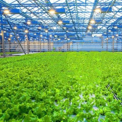 Invernadero de vidrio templado de doble capa hueco de Venlo para el sistema de cultivo hidropónico