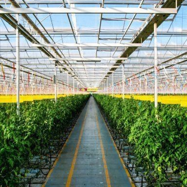 Invernadero de vidrio templado de doble capa hueco de Venlo para el sistema de cultivo hidropónico