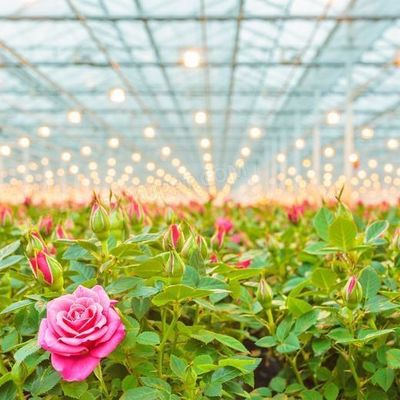 Invernadero de vidrio templado de doble capa hueco de Venlo para el sistema de cultivo hidropónico